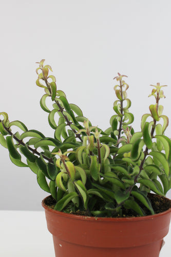 Aeschynanthus radicans 'Twister' - Root Houseplants