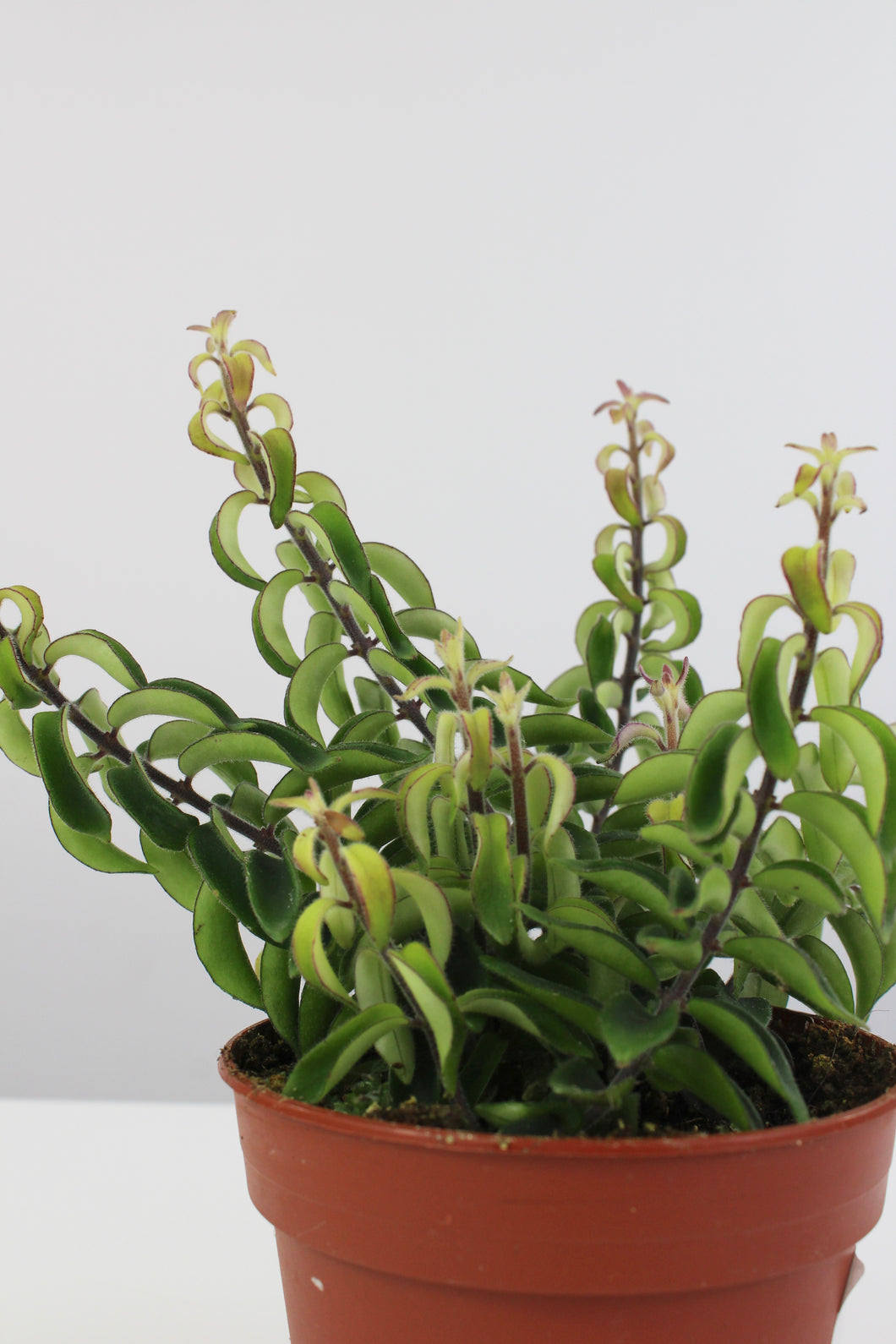 Aeschynanthus radicans 'Twister' - Root Houseplants