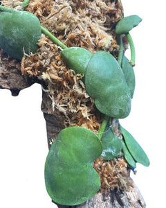 Dischidia platyphylla