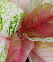 Charger l&#39;image dans la galerie, Aglaonema &#39;Bidadari&#39; - Root Houseplants
