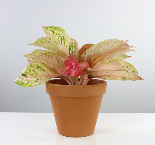 Aglaonema 'Bidadari' - Root Houseplants