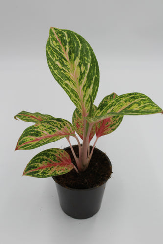 Aglaonema 'Cocomelon' - Root Houseplants
