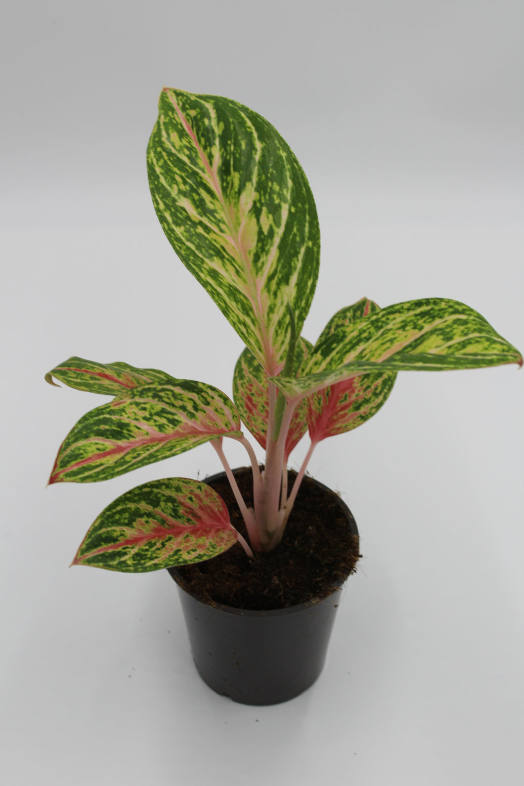 Aglaonema 'Cocomelon' - Root Houseplants