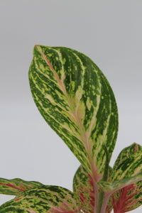Aglaonema 'Cocomelon' - Root Houseplants