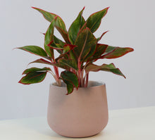 Charger l&#39;image dans la galerie, Aglaonema commutatum &#39;Crete&#39; - Root Houseplants
