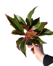 Charger l&#39;image dans la galerie, Aglaonema commutatum &#39;Crete&#39; - Root Houseplants
