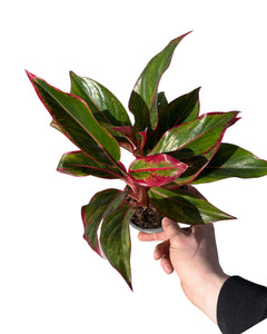 Aglaonema commutatum 'Crete' - Root Houseplants