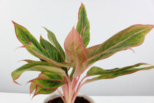 Charger l&#39;image dans la galerie, Aglaonema &#39;Golden Lipstick&#39; - Root Houseplants
