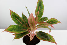 Charger l&#39;image dans la galerie, Aglaonema &#39;Golden Lipstick&#39; - Root Houseplants
