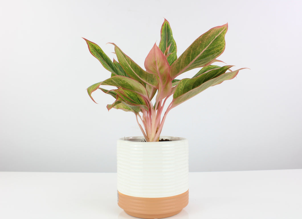 Aglaonema 'Golden Lipstick' - Root Houseplants
