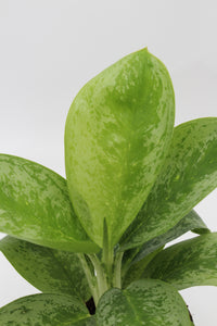Aglaonema 'Lemon Mint' - Root Houseplants