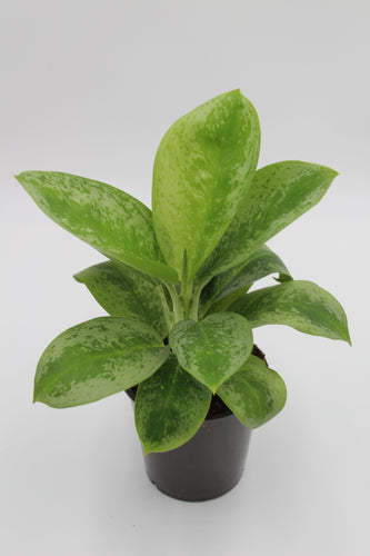 Aglaonema 'Lemon Mint' - Root Houseplants