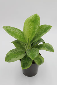 Aglaonema 'Lemon Mint' - Root Houseplants