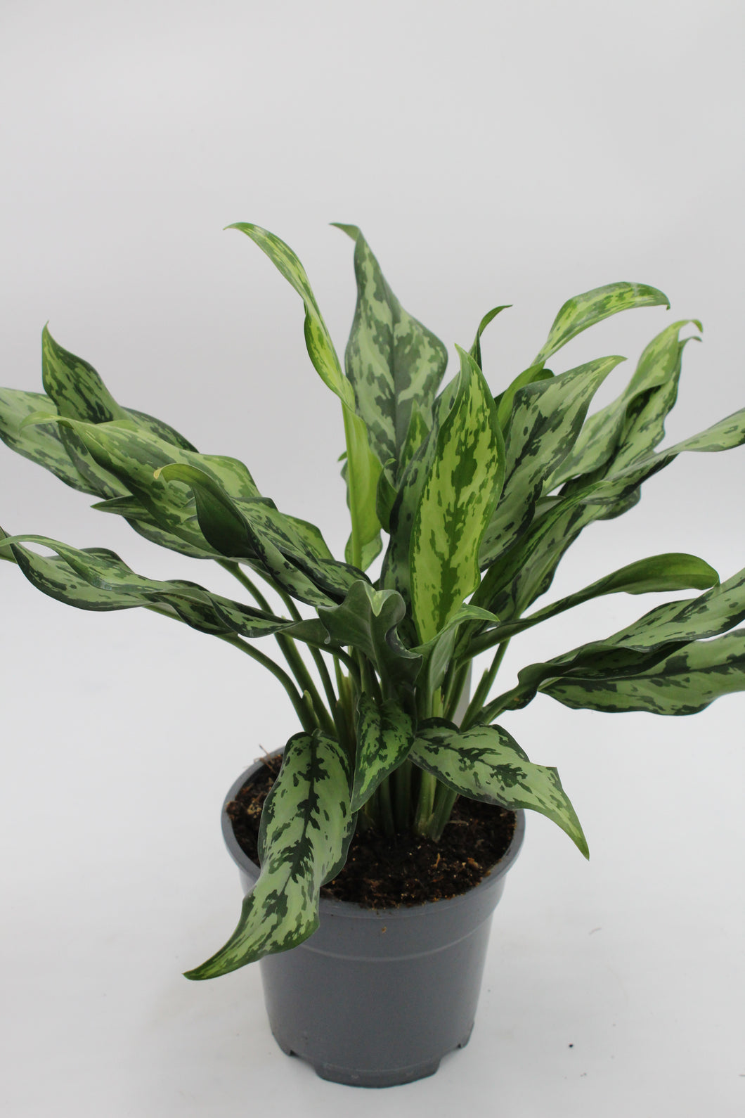 Aglaonema 'Miss Juliette' - Root Houseplants
