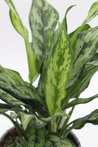 Aglaonema 'Miss Juliette' - Root Houseplants