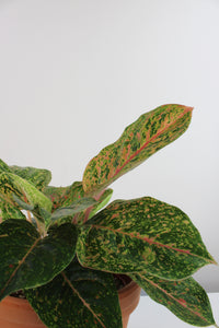 Aglaonema 'Prestige' - Root Houseplants