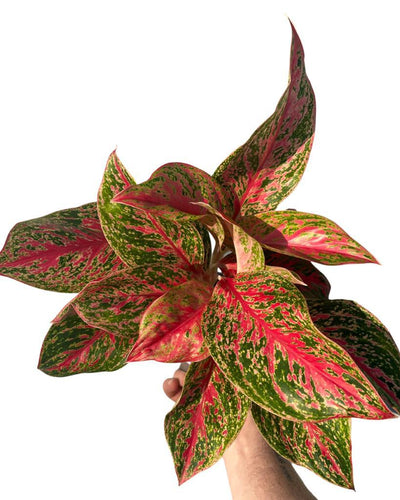 Aglaonema 'Red Emerald' - Root Houseplants