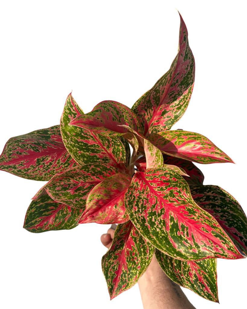 Aglaonema 'Red Emerald' - Root Houseplants