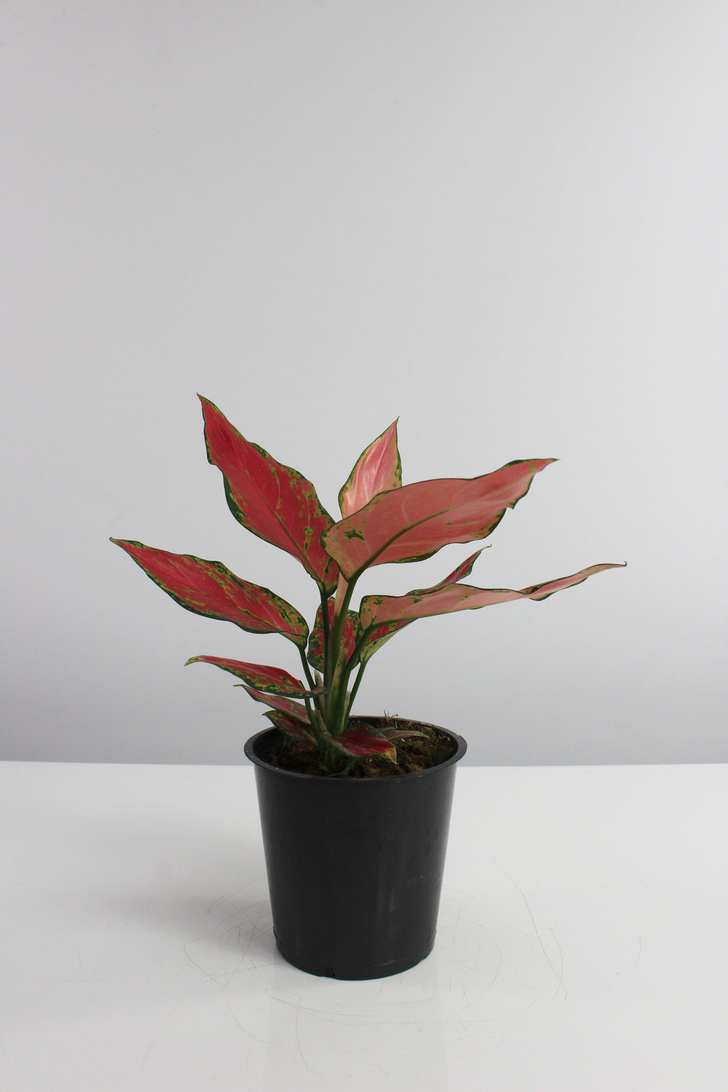 Aglaonema 'Red Ruby' - Root Houseplants