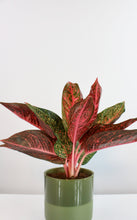 Charger l&#39;image dans la galerie, Aglaonema &#39;Tiara&#39; - Root Houseplants
