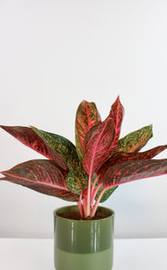 Aglaonema 'Tiara' - Root Houseplants