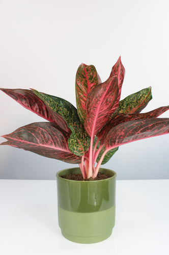 Aglaonema 'Tiara' - Root Houseplants