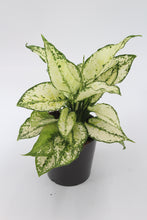 Charger l&#39;image dans la galerie, Aglaonema &#39;White Kiwi&#39; - Root Houseplants
