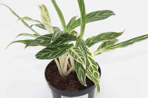Aglaonema 'Zebra Feathers' - Root Houseplants