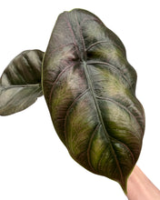 Charger l&#39;image dans la galerie, Alocasia azlanii - Root Houseplants
