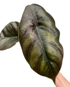 Alocasia azlanii - Root Houseplants