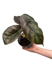 Charger l&#39;image dans la galerie, Alocasia azlanii - Root Houseplants
