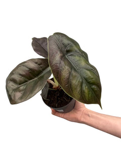Alocasia azlanii - Root Houseplants