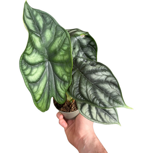 Alocasia baginda 'Dragon Scale' - Root Houseplants