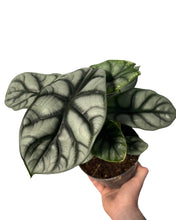 Charger l&#39;image dans la galerie, Alocasia baginda &#39;Silver Dragon&#39; - Root Houseplants
