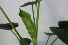 Charger l&#39;image dans la galerie, Alocasia cucullata - Root Houseplants
