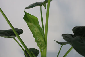 Alocasia cucullata - Root Houseplants