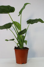 Charger l&#39;image dans la galerie, Alocasia cucullata - Root Houseplants
