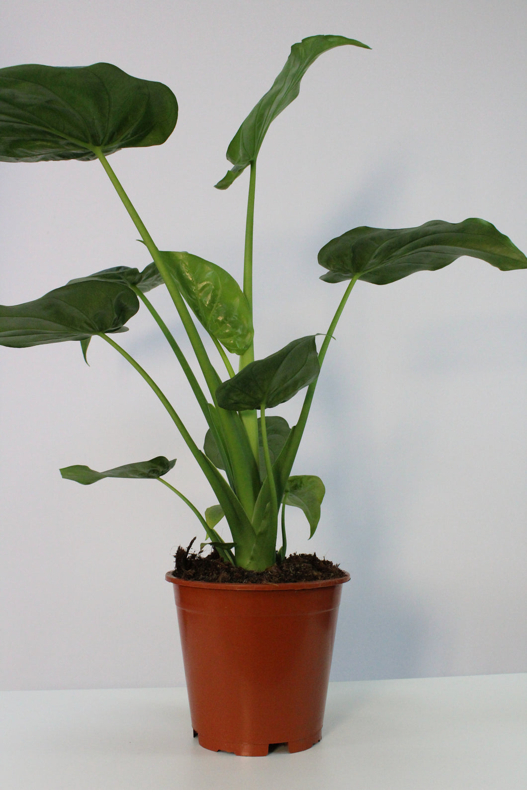 Alocasia cucullata - Root Houseplants