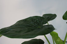 Charger l&#39;image dans la galerie, Alocasia cucullata - Root Houseplants
