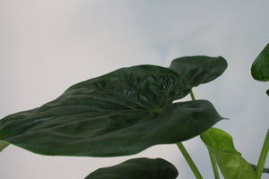 Alocasia cucullata - Root Houseplants