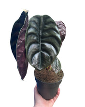 Charger l&#39;image dans la galerie, Alocasia cuprea &#39;Red Secret&#39; - Root Houseplants
