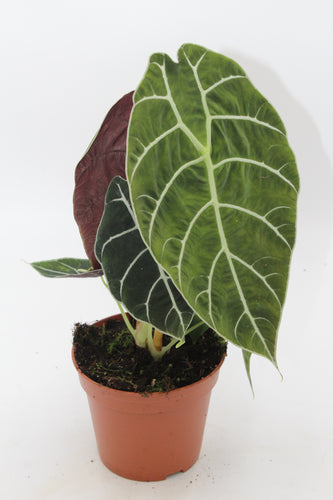 Alocasia longiloba ‘Watsoniana’ - Root Houseplants