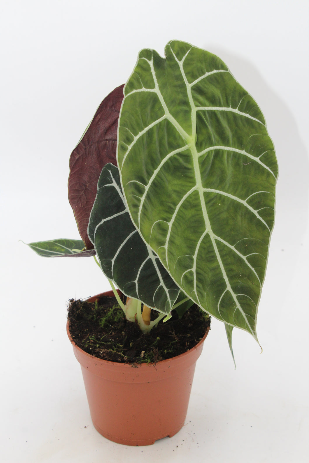 Alocasia longiloba ‘Watsoniana’ - Root Houseplants