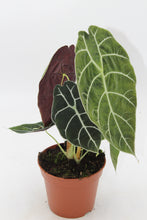 Charger l&#39;image dans la galerie, Alocasia longiloba ‘Watsoniana’ - Root Houseplants
