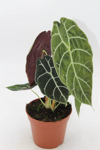 Alocasia longiloba ‘Watsoniana’ - Root Houseplants