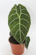 Charger l&#39;image dans la galerie, Alocasia longiloba ‘Watsoniana’ - Root Houseplants
