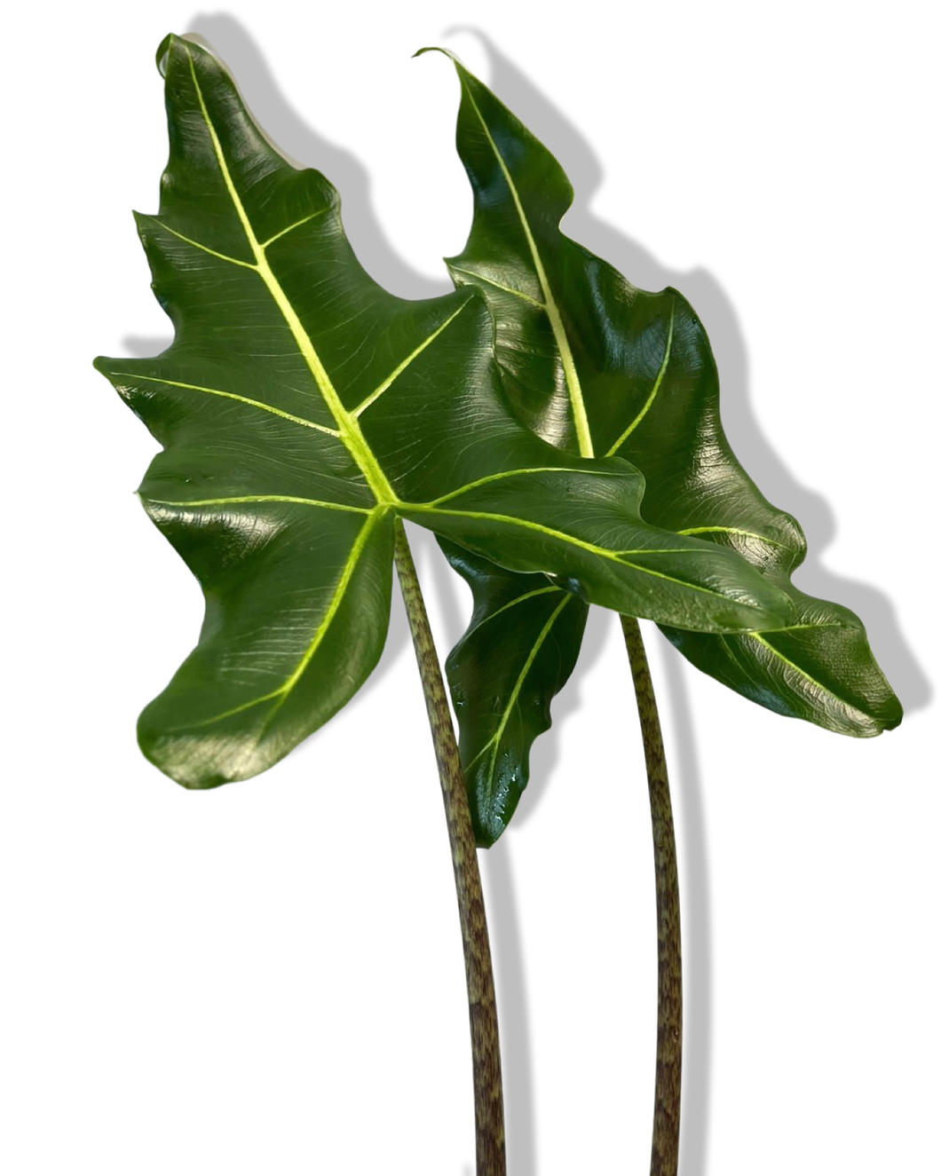 Alocasia ‘Sarian’ - Root Houseplants