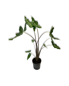 Alocasia ‘Sarian’ - Root Houseplants