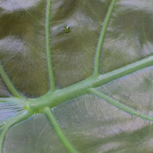 Load image into Gallery viewer, Alocasia wentii - Root Houseplants
