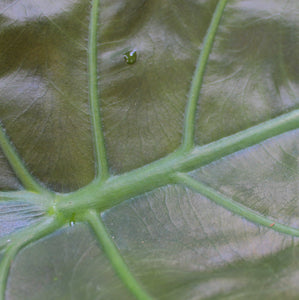 Alocasia wentii - Root Houseplants